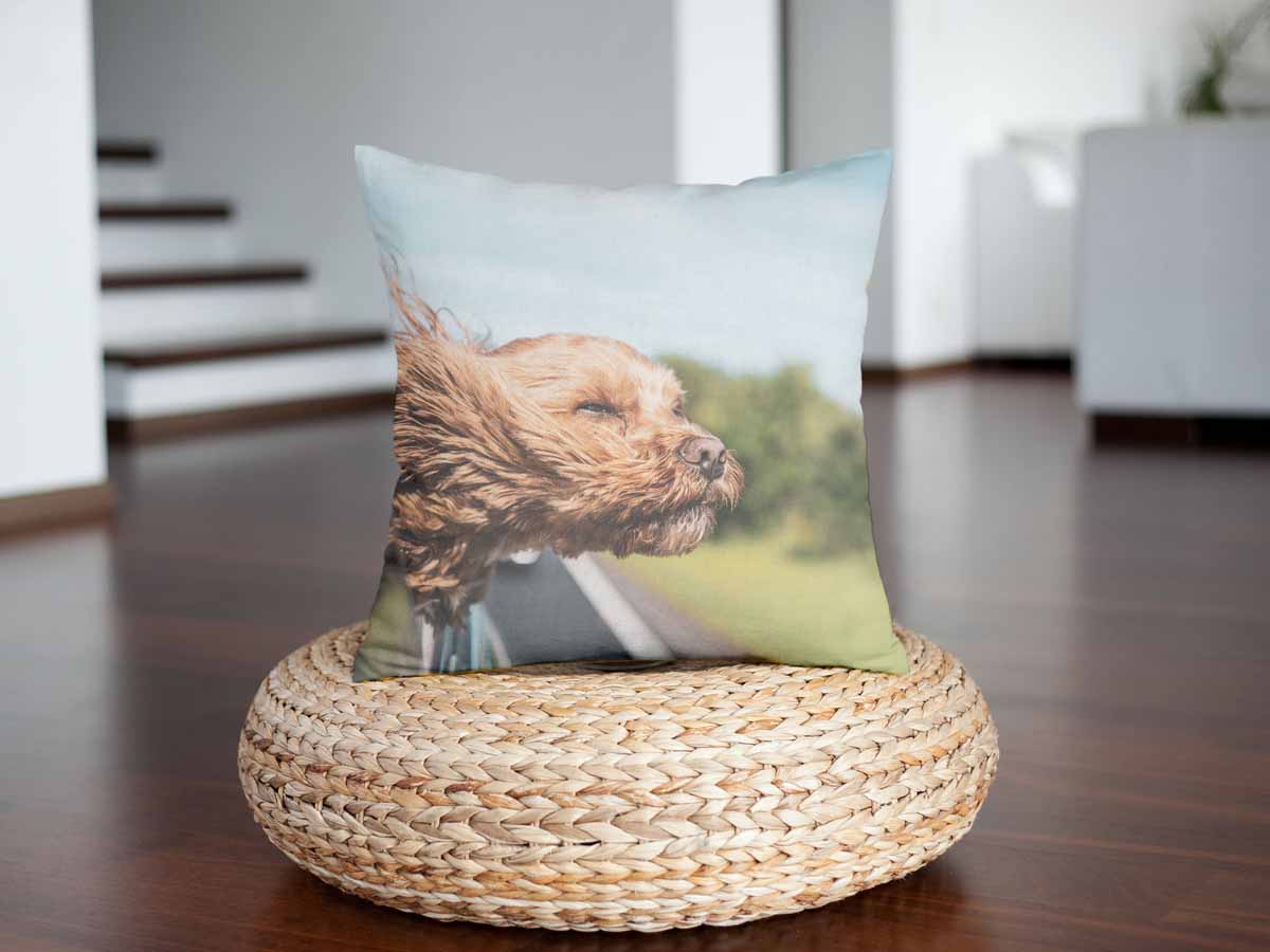 Gezondheidshoes met hond in de auto