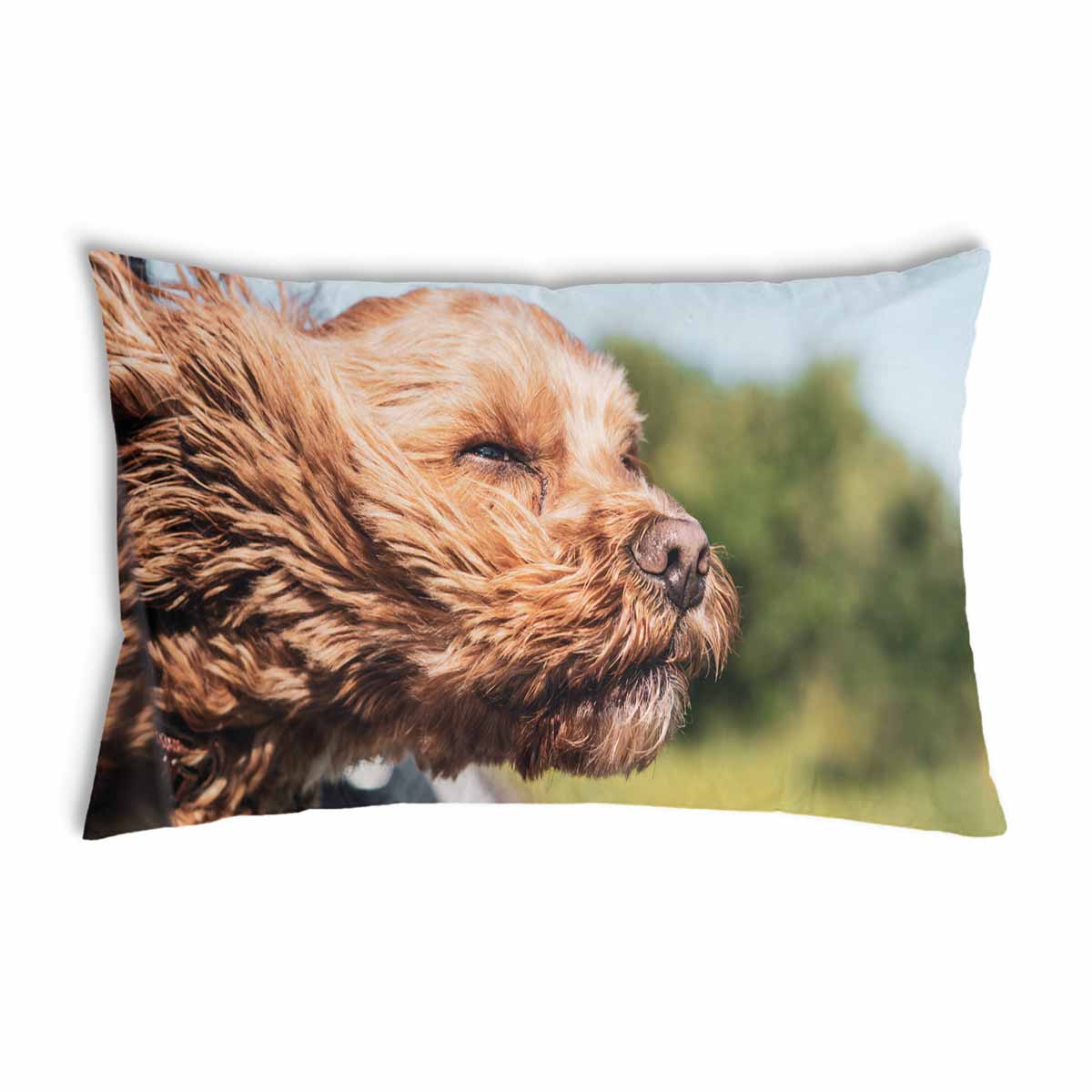 Gezondheidshoes met hond in de auto