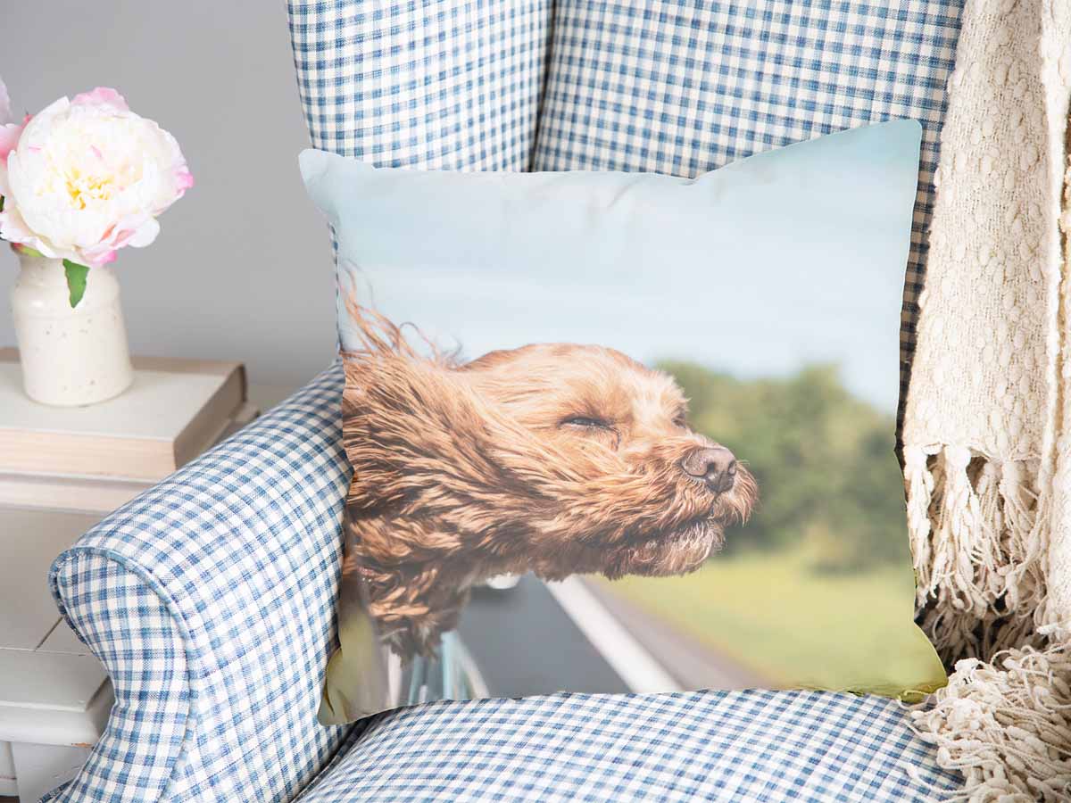 Gezondheidshoes met hond in de auto